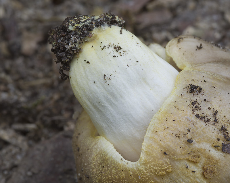 Russula insignis